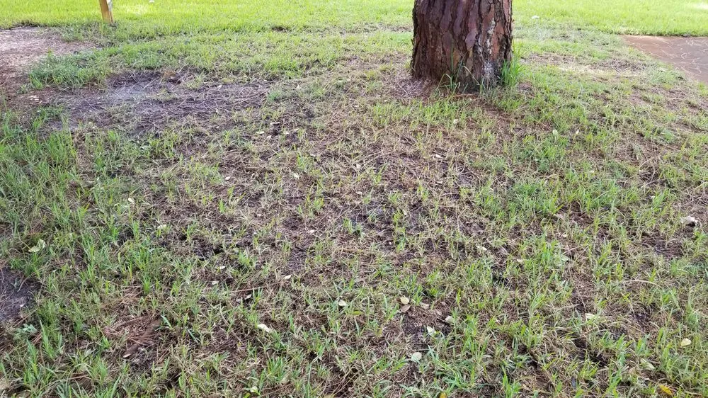 Local yard maintenance near you in Cocoa, FL by Prolawn Turf & Landscape Management