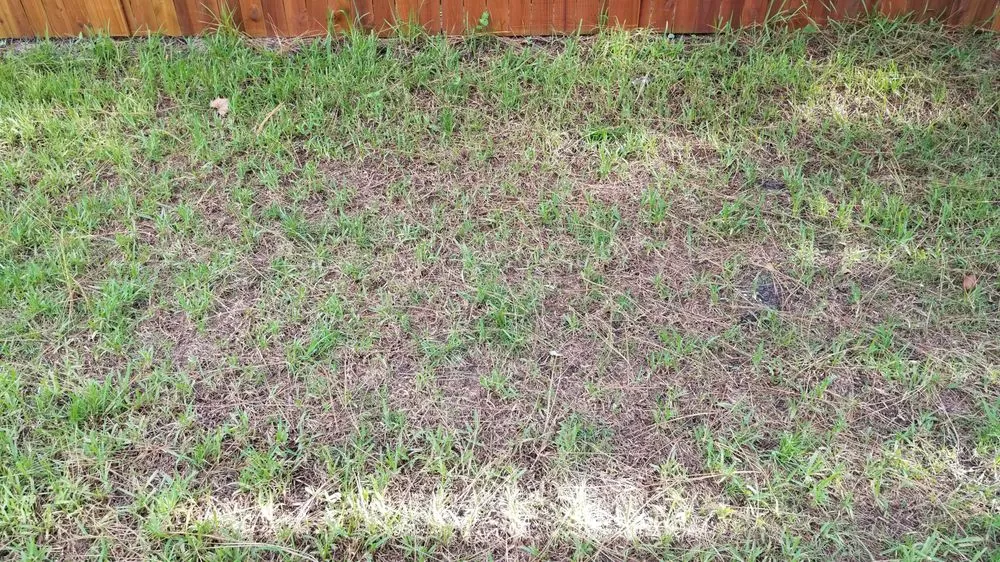 Top-rated landscape design in Cocoa, FL by Prolawn Turf & Landscape Management