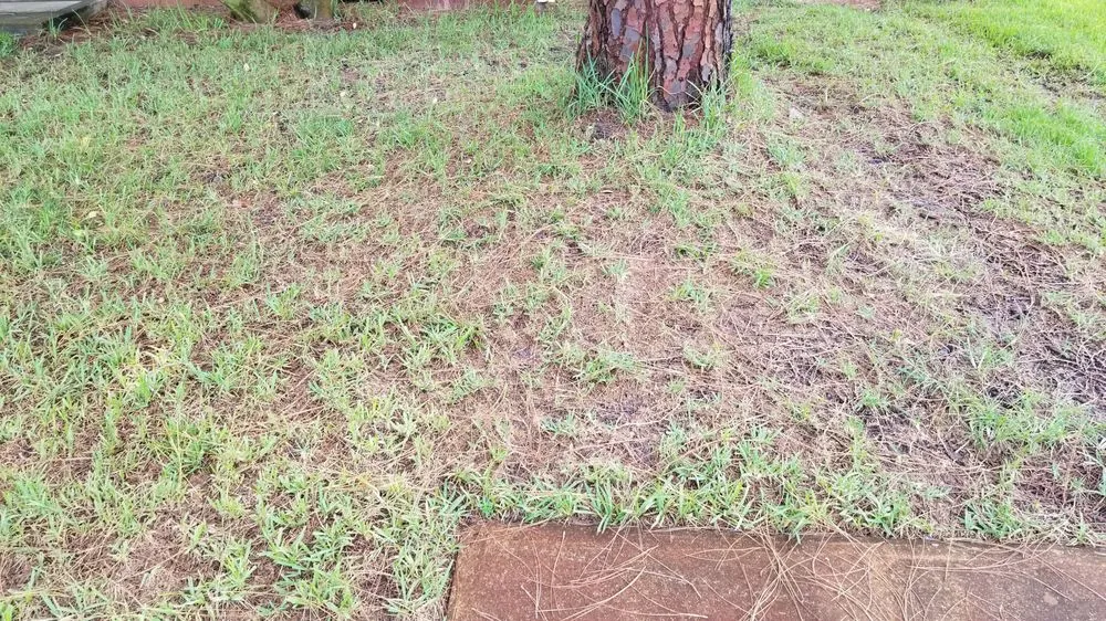 Custom yard maintenance for homes across Cocoa, FL - Prolawn Turf & Landscape Management