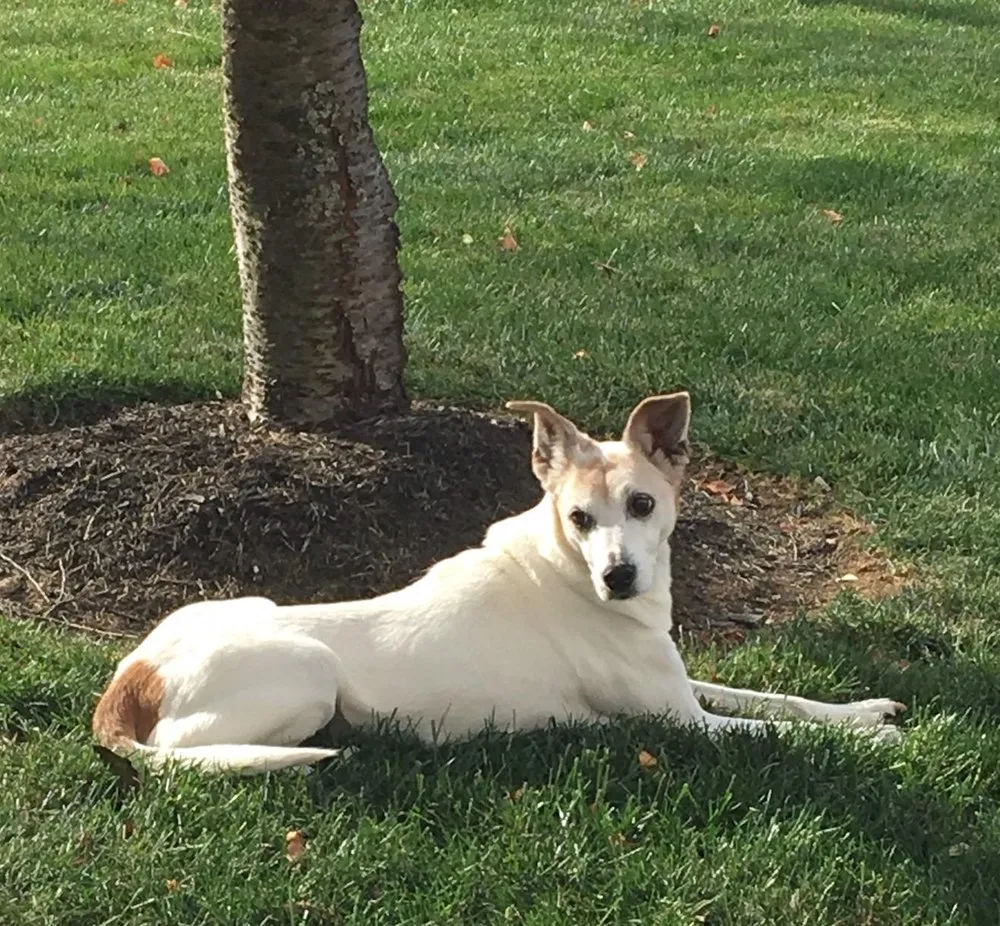 Expert landscape design for year-round maintenance in Winchester, VA by Prolawn