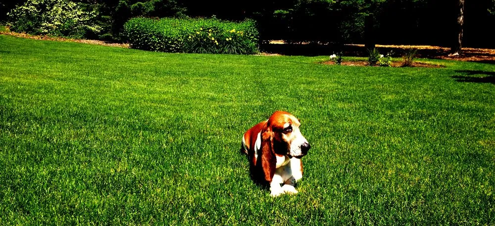 Trusted residential landscaping in Loretto, MN - ProLawns
