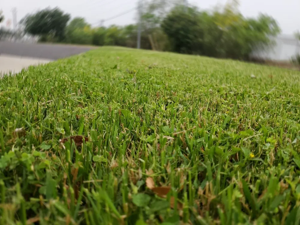 Trusted landscape installation for residential properties across Eagle Pass, TX - ProLawns Professional Services