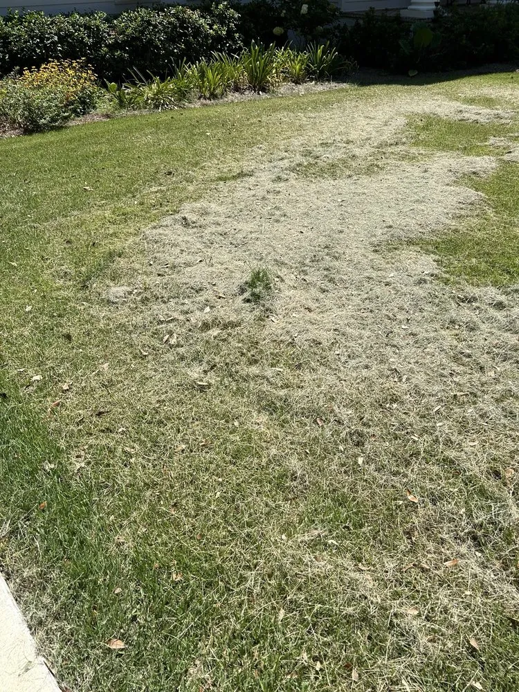 Affordable lawn mowing service in Tallahassee, FL - Prolawns