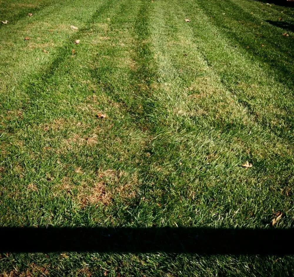 Professional outdoor landscaping for residential properties across Falls Church, VA - Prolawnz Lawncare & Landscaping