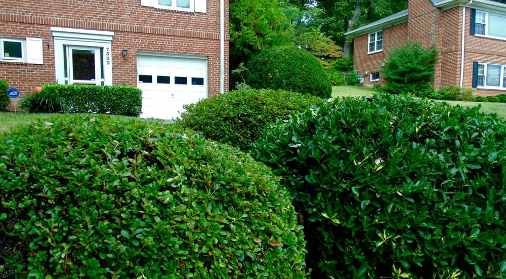 Local landscaping services experts serving Falls Church, VA - Prolawnz Lawncare & Landscaping