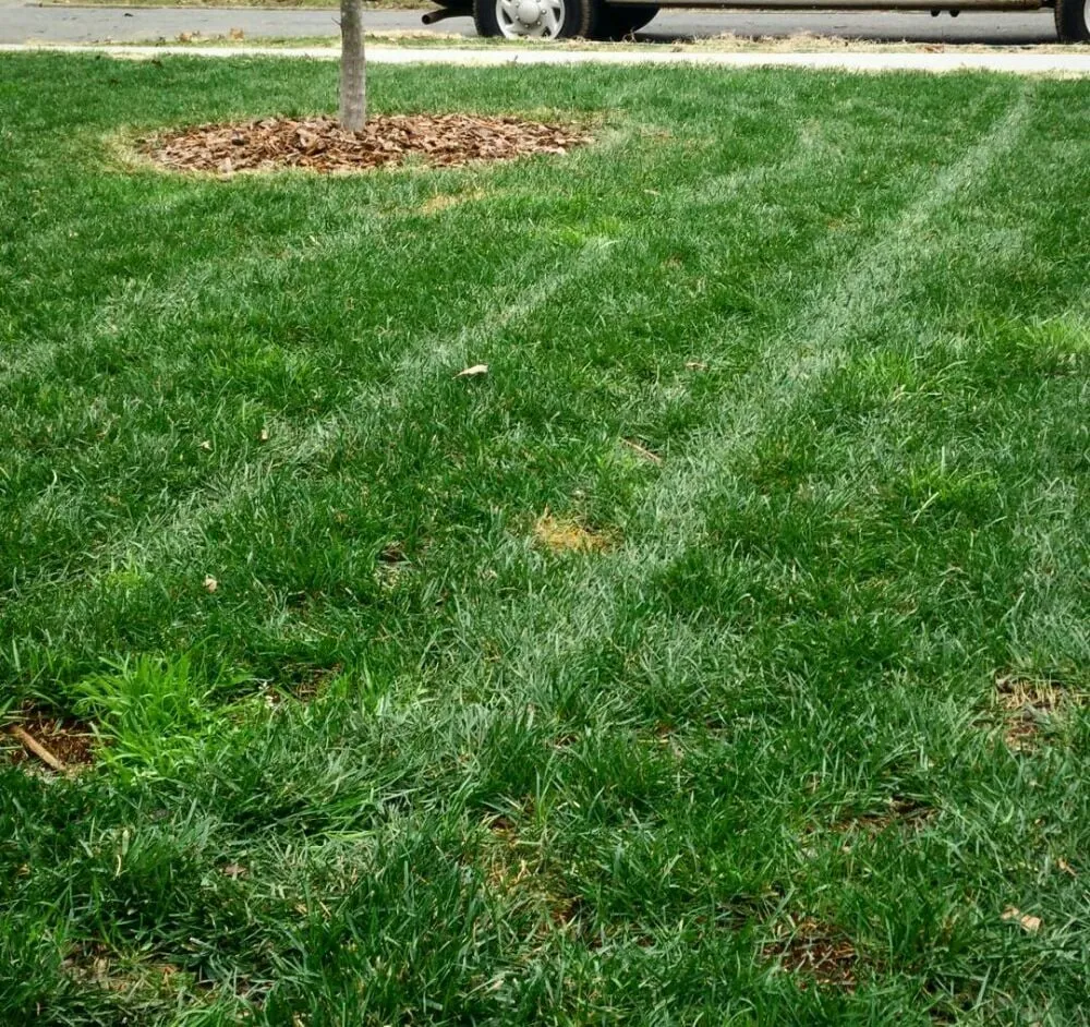 Affordable landscape design experts serving Falls Church, VA - Prolawnz Lawncare & Landscaping