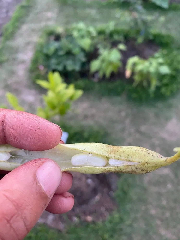 Affordable outdoor landscaping in New Orleans, LA - ProLeaf Landscaping