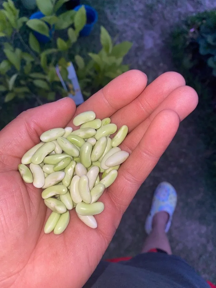 Local garden landscaping in New Orleans, LA by ProLeaf Landscaping