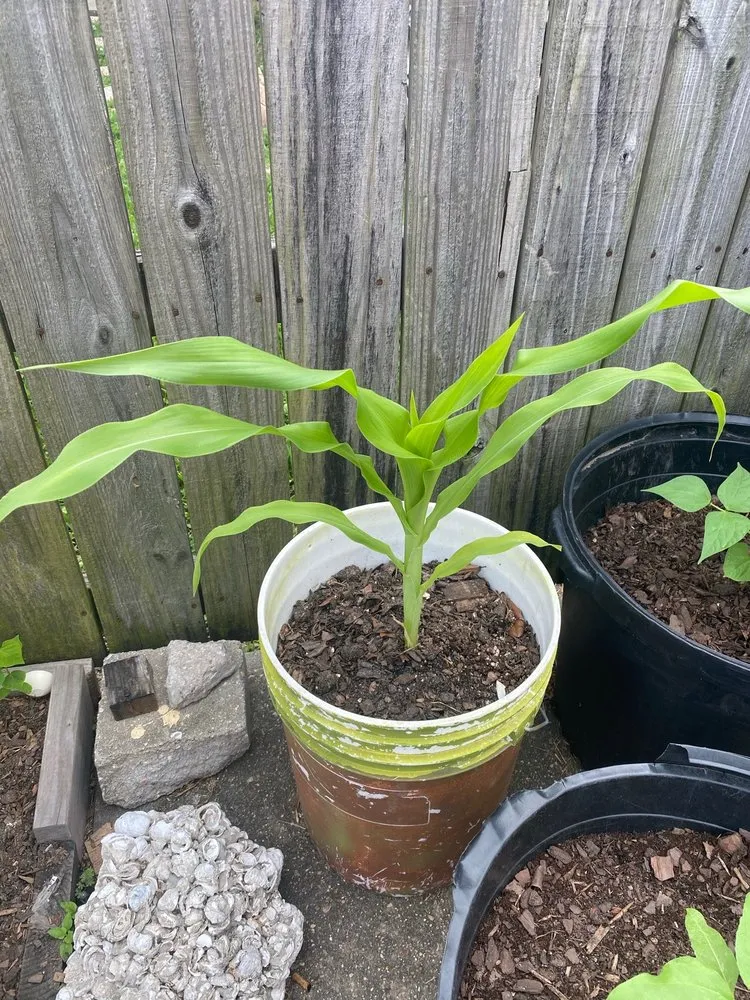 Trusted lawn care service near you across New Orleans, LA - ProLeaf Landscaping