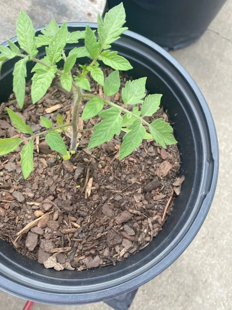 Professional lawn care service for beautiful yards across New Orleans, LA - ProLeaf Landscaping