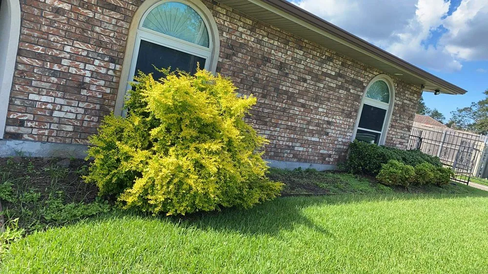 Professional yard cleanup service in New Orleans, LA - ProLeaf Landscaping