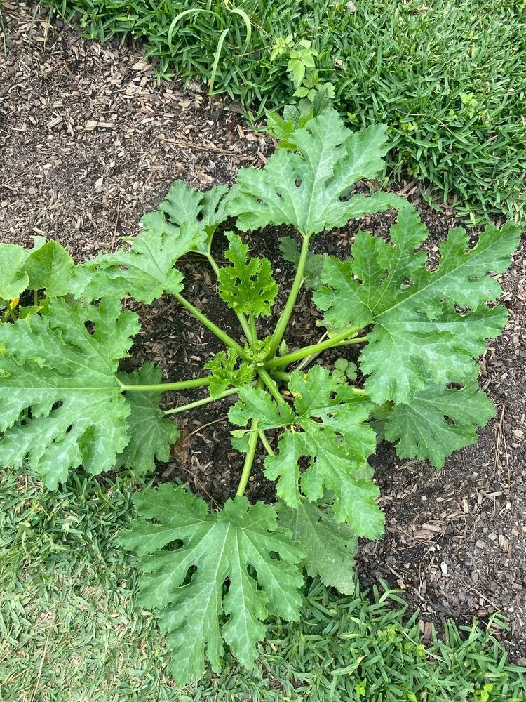 Custom landscaping services for outdoor upgrades across New Orleans, LA - ProLeaf Landscaping