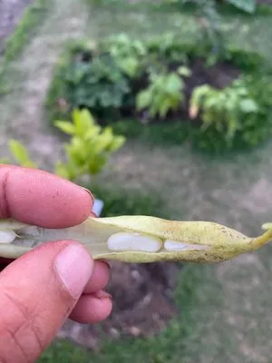 ProLeaf Landscaping Logo