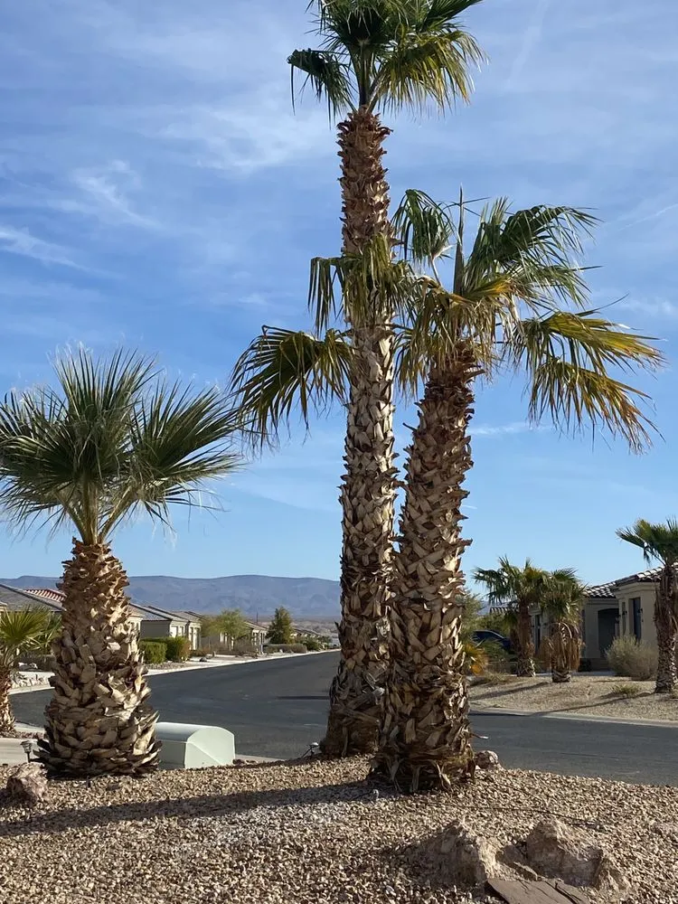 Expert lawn mowing service in Fort Mohave, AZ by Prolific Landscaping Services