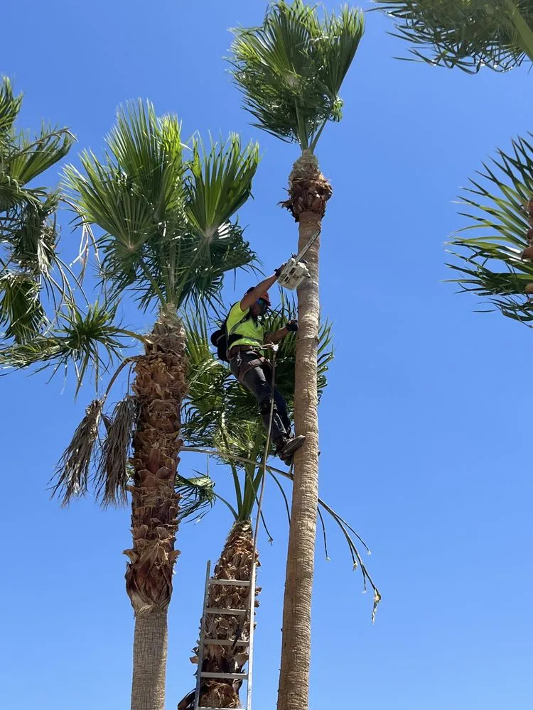 Custom residential landscaping in Fort Mohave, AZ by Prolific Landscaping Services