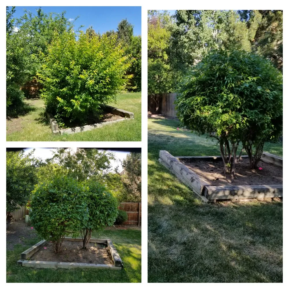 Local landscape installation for beautiful yards in Westminster, CO by ProLine Services