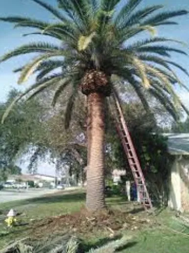 Custom landscape installation with custom design in Miami, FL by Proliners