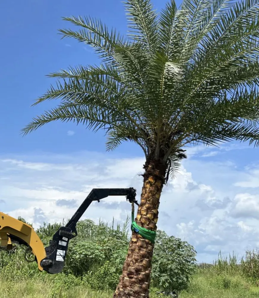 Top-rated lawn care service in Miami, FL - Proliners