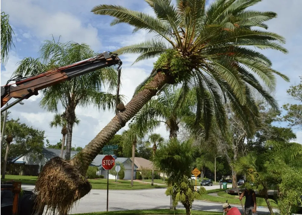 Trusted yard maintenance in Miami, FL - Proliners