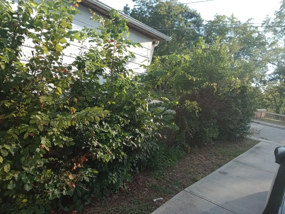 Expert lawn mowing service experts serving Atlanta, GA - ProMax Home Solution