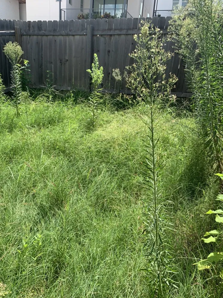 Expert garden landscaping for outdoor upgrades in Round Rock, TX by Prominent Services