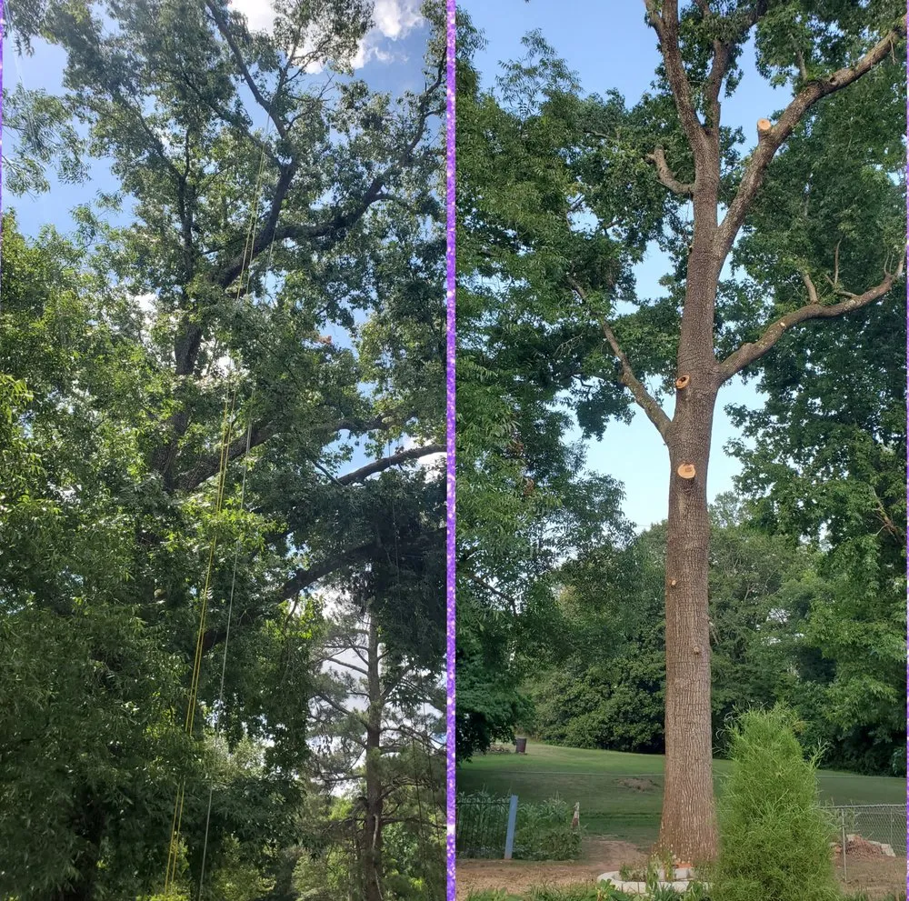 Professional yard cleanup service near you across Newnan, GA - Promise Land Tree Service