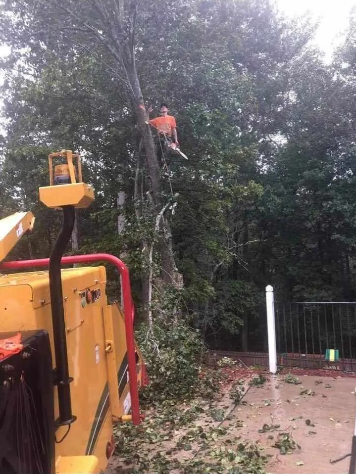 Expert landscape installation in Newnan, GA by Promise Land Tree Service