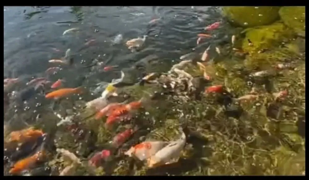 Professional outdoor landscaping in Pullman, WA - Promise Landscape