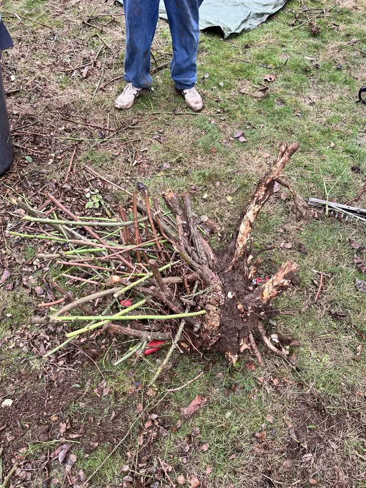 Custom lawn care service for beautiful yards in Portland, OR by Promise Landscapes