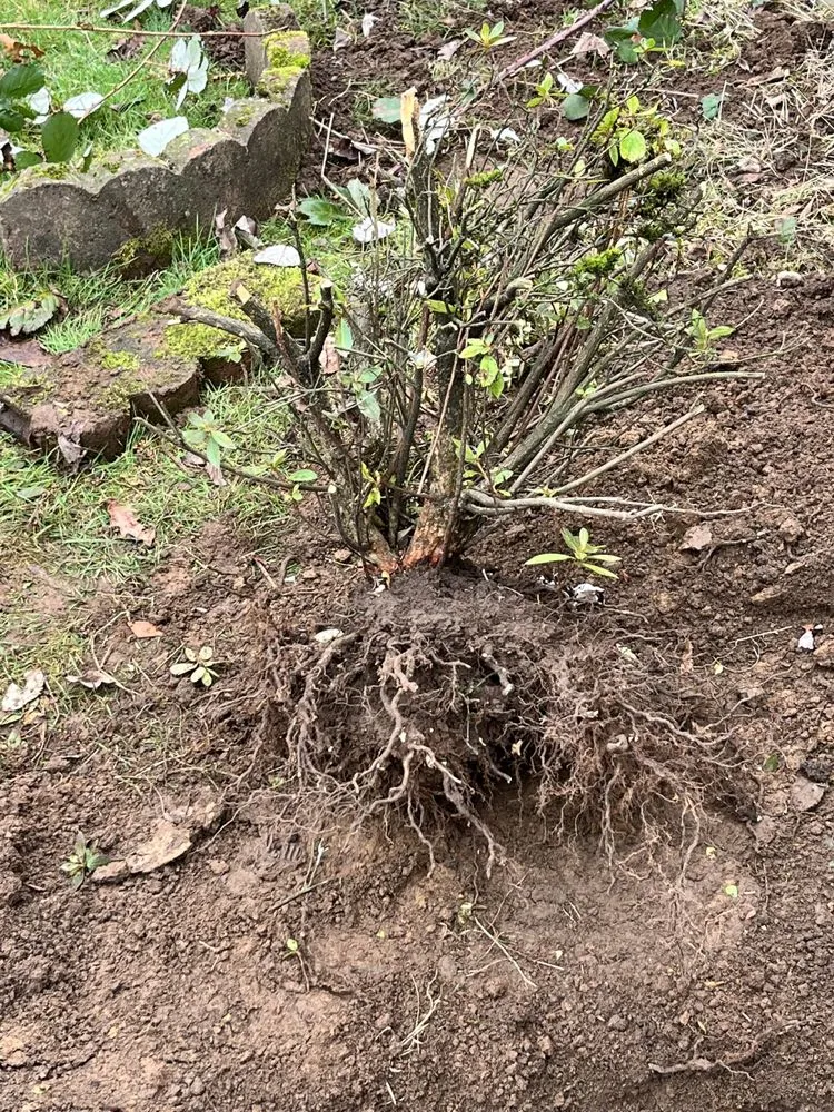 Reliable yard maintenance for homes in Portland, OR by Promise Landscapes