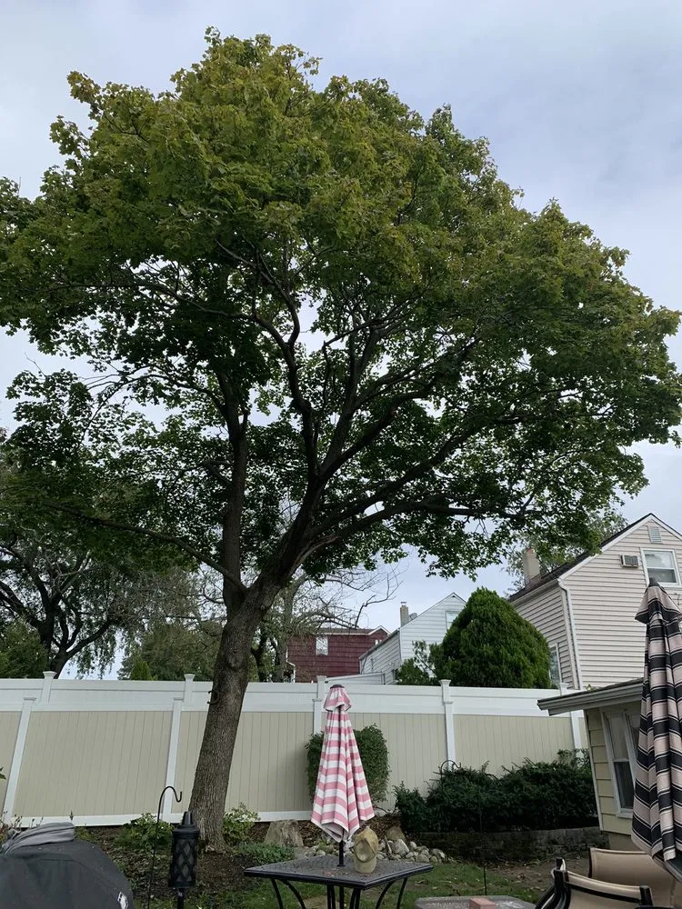 Reliable lawn care service in Somerset, NJ by Promise Tree & Landscape Service