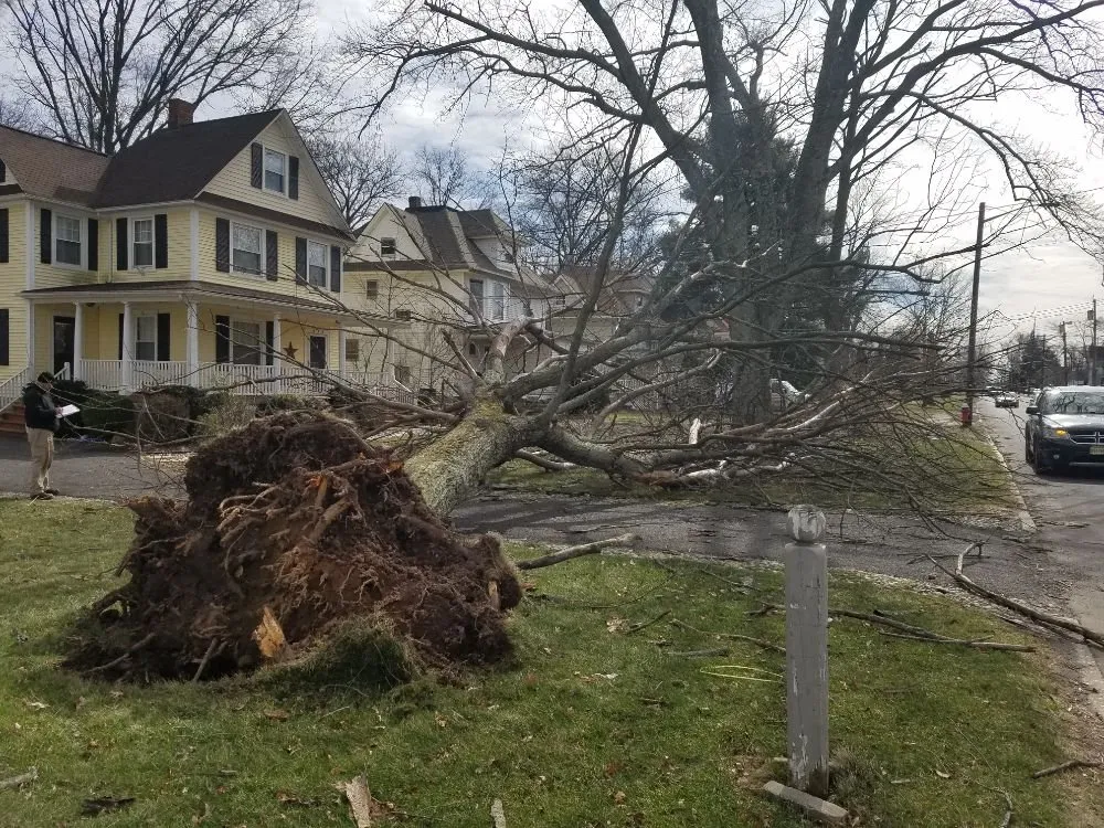 Top-rated lawn care service in Somerset, NJ by Promise Tree & Landscape Service