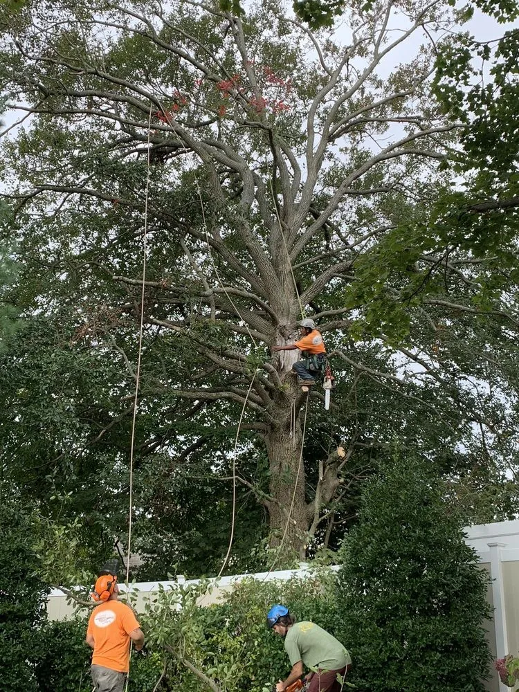 Local garden landscaping in Somerset, NJ by Promise Tree & Landscape Service