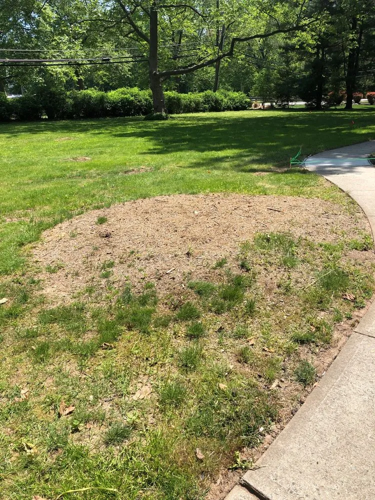 Professional outdoor landscaping in Somerset, NJ - Promise Tree & Landscape Service