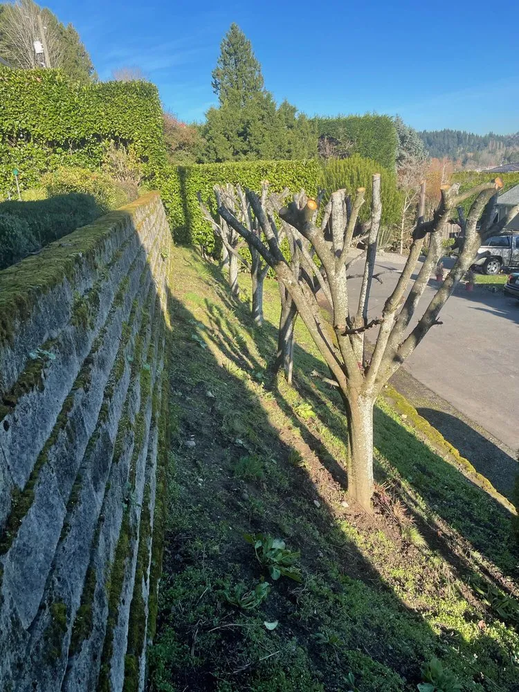 Reliable yard maintenance in Federal Way, WA by Promised Landscaping