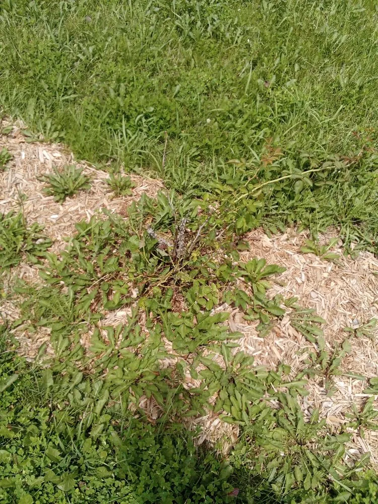 Reliable landscape installation for residential properties across Topeka, KS - Proper Property Decor