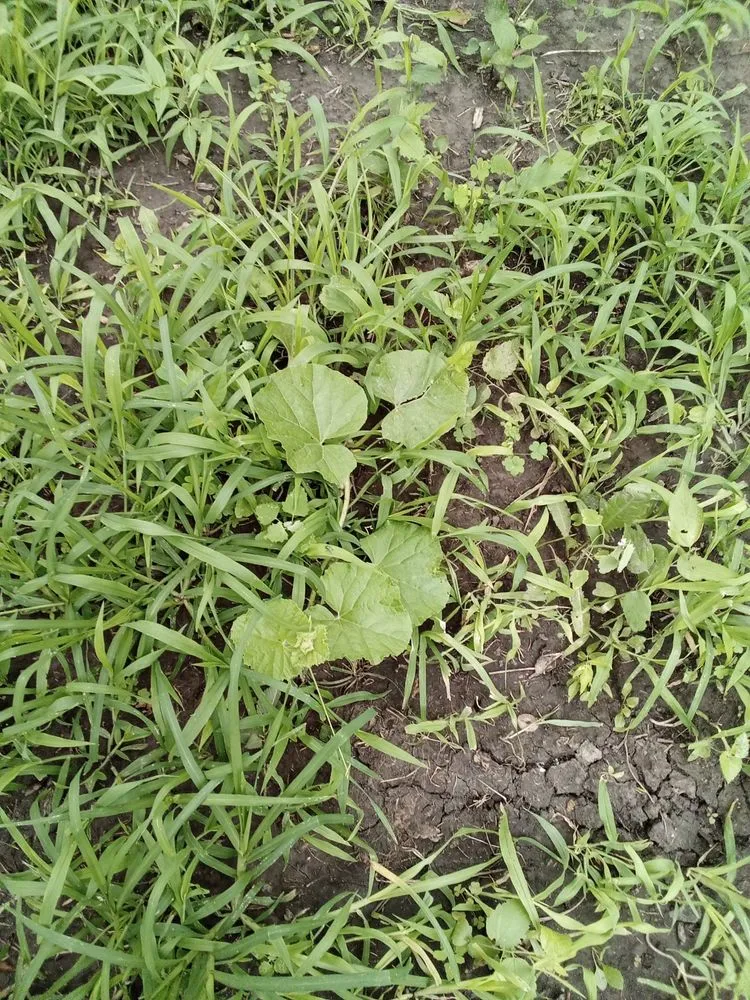 Expert lawn care service for year-round maintenance across Topeka, KS - Proper Property Decor