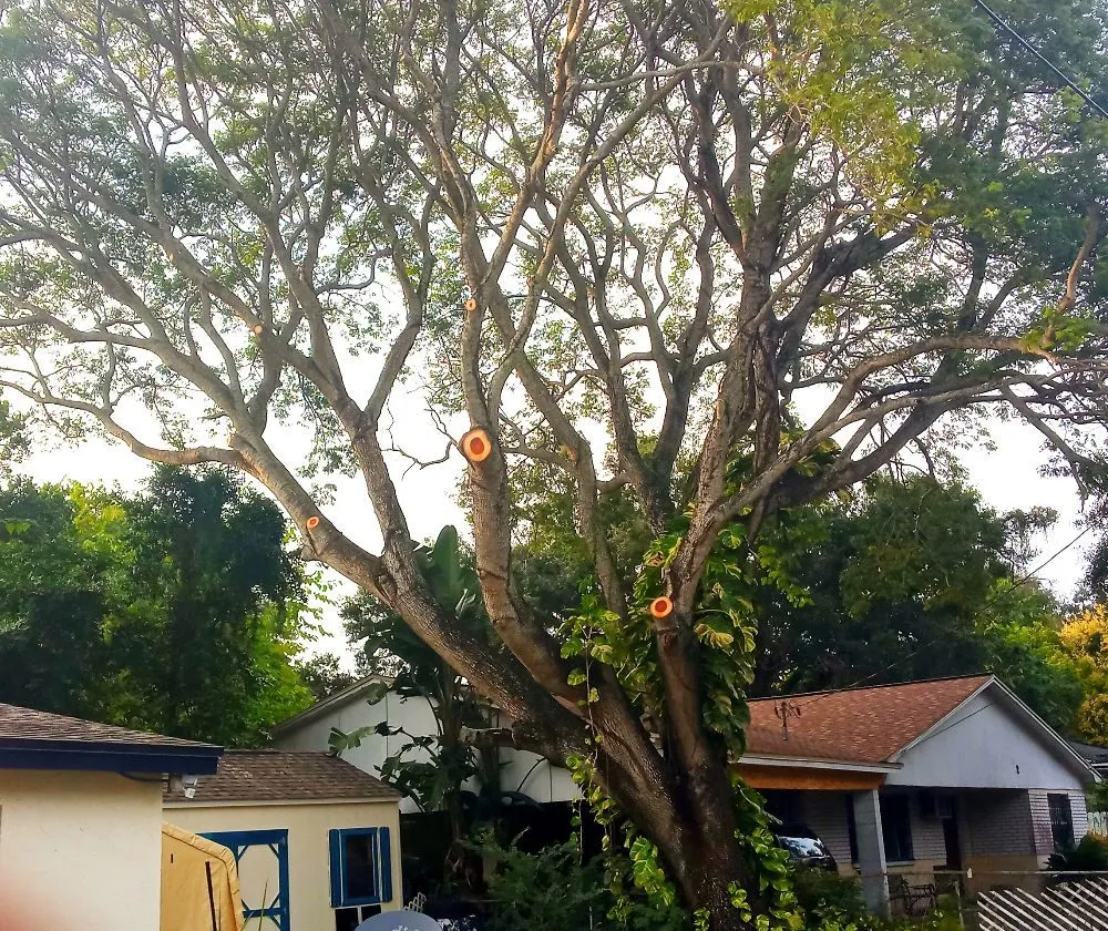 Top-rated yard cleanup service for residential properties in Brandon, FL by Proper Property Maintenance & Landscaping