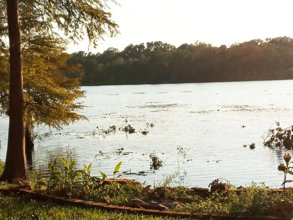 Top-rated landscaping services in Brandon, FL by Proper Property Maintenance & Landscaping