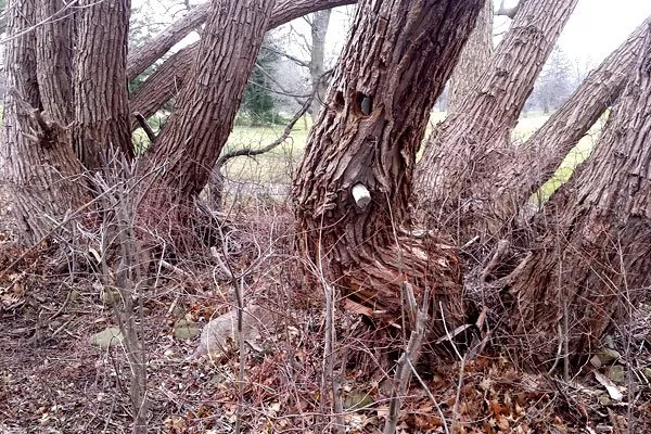 Local residential landscaping for residential properties across Fairport, NY - Property Care