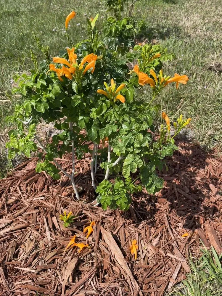 Professional yard cleanup service in Fort Myers, FL - Property Care Landscapes