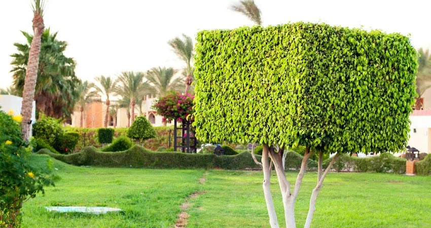 Reliable lawn care service in Land O Lakes, FL - Property Care Landscaping