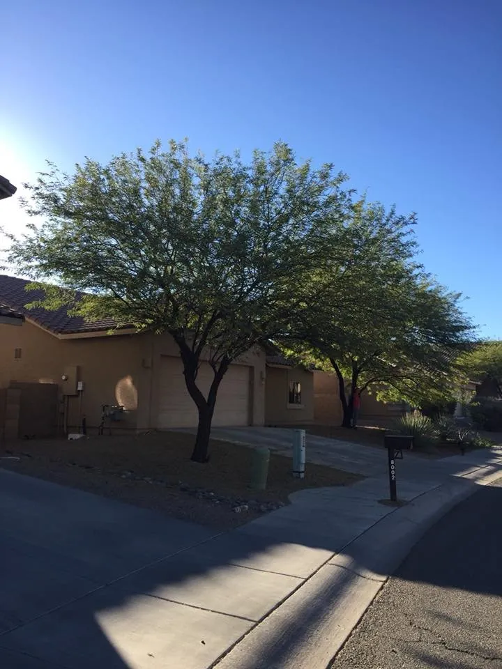 Trusted residential landscaping experts serving Marana, AZ - Property Clean-Up & Landscaping