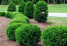 Local yard cleanup service experts serving Alpharetta, GA - Property Cleanup, LLC