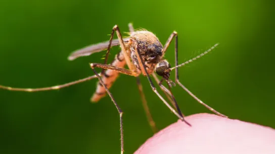 Local yard maintenance for beautiful yards in Alpharetta, GA by Property Cleanup, LLC