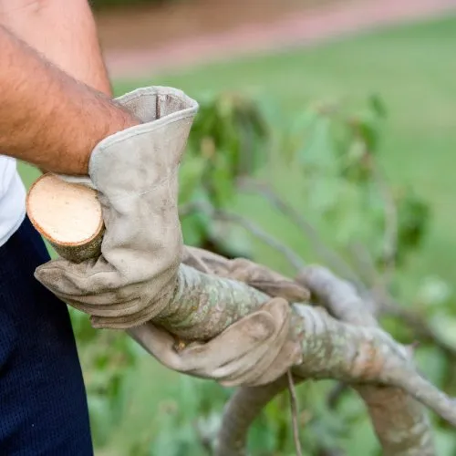 Trusted residential landscaping in Prairieville, LA - Property Green