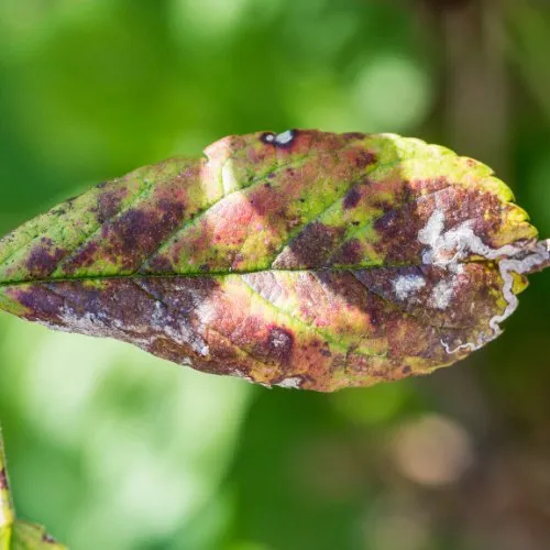 Professional garden landscaping for homes in Prairieville, LA by Property Green