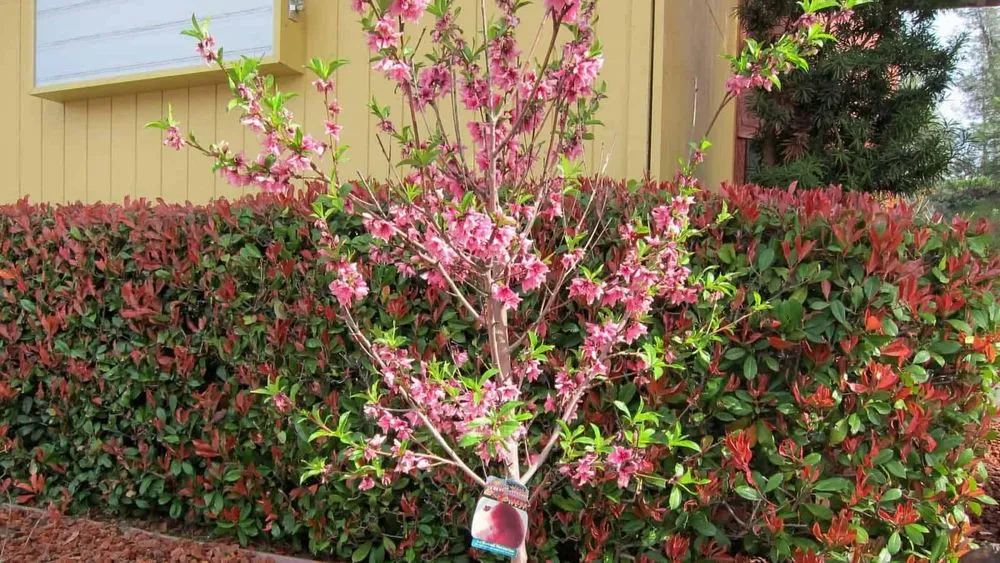 Professional outdoor landscaping in Spanish Fort, AL by Property Improvement Center