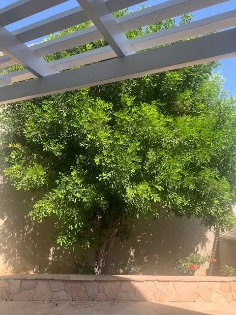 Local landscaping services in Westlake Village, CA by Property Improvements Unlimited