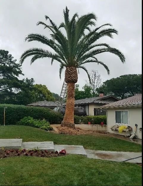 Local yard maintenance experts serving Westlake Village, CA - Property Improvements Unlimited